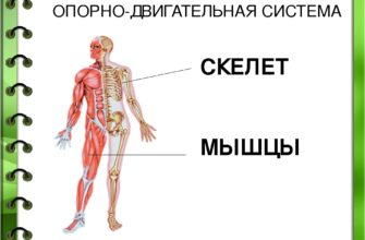 Причины и терапия рака и других заболеваний опорно-двигательного аппарата