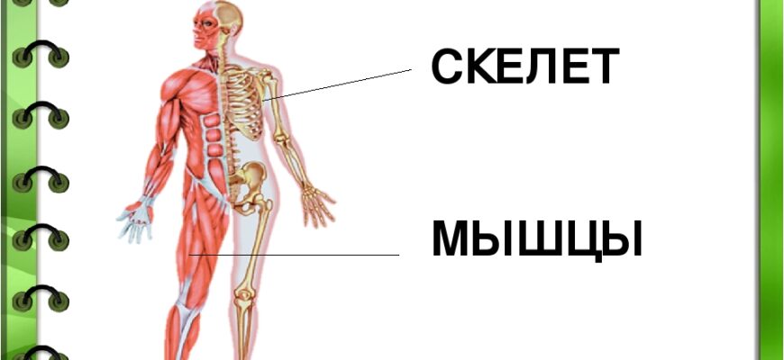 Причины и терапия рака и других заболеваний опорно-двигательного аппарата